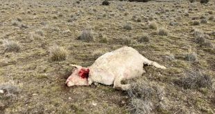 La silenciosa “batalla” que los guanacos y los pumas les están ganando a las ovejas