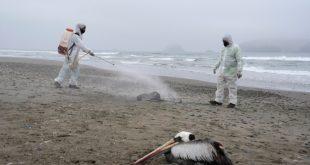 Cepa de la gripe aviar genera alarma, ya que el virus está matando a la fauna sudamericana