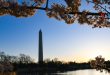En Fotos | Inicio de la primavera en Washington DC