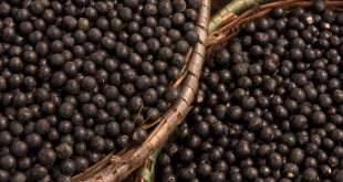 Las bayas de açaí son ricas en polifenoles antioxidantes