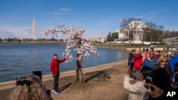 El Monumento a Washington y el Monumento a Jefferson son visibles mientras los visitantes fotografían un cerezo apodado cariñosamente 'Stumpy' cuando los cerezos entran en su punto máximo de floración esta semana en Washington, el martes 19 de marzo de 2024.