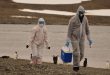 Científicos investigan fallecimiento de miles de pingüinos antárticos, sospechan de gripe aviar