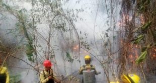 Incendios forestales en Venezuela: cuatro recomendaciones para prevenirlos