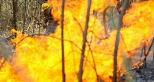 Venezuela registra récord de incendios forestales por la sequía