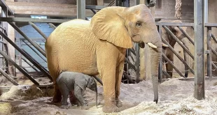 Noche de entusiasmo en BIOPARC Valencia por el parto “en vivo” de un segundo elefante.