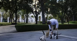 El veterinario Jesús Arias saluda a varios de los gatos.