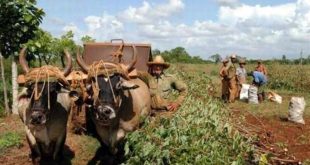 Campesinos cubanos advierten sobre las críticas condiciones que enfrentan para producir.