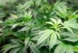 Partidarios de la marihuana creen que reclasificación federal ayudará a legalización estatal