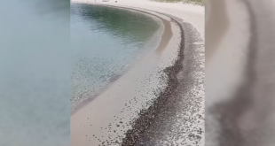 Cangrejos en la playa de Rodas, en las Islas Cíes