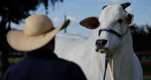 La vaca más cara del mundo está en Brasil y es parte del plan del Gobierno para poner carne en el plato de todos