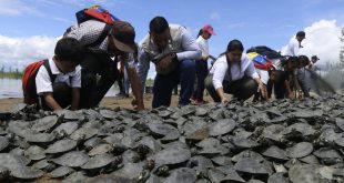 Liberaron 21.000 tortugas de dos especies en el río Orinoco como parte de un plan de conservación