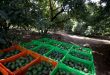 México podrá reiniciar la exportación EEUU de aguacate y mango luego de retomarse el proceso de certificación