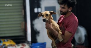 Cachorrolandia: un refugio improvisado para perros tras el paso del huracán Beryl por México