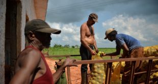 Gobierno de Cuba le debe más de 200 millones de pesos a los campesinos