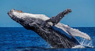 Las ballenas fueron más felices durante la pandemia de la covid, revela estudio científico