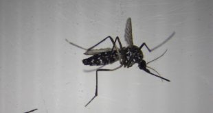 En Fotos | ¿El fin del dengue? Laboratorio español esteriliza mosquitos para combatir enfermedades