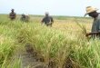 Vietnam iniciará experimento en siembra de arroz en Cuba tras una caída abrupta de la producción nacional