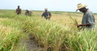 Vietnam iniciará experimento en siembra de arroz en Cuba tras una caída abrupta de la producción nacional