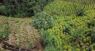 Aumento de siembra de coca en Colombia refleja cambios de estrategias del gobierno