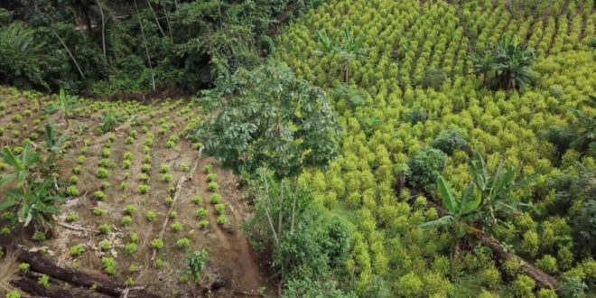 Aumento de siembra de coca en Colombia refleja cambios de estrategias del gobierno