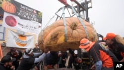 La calabaza propiedad de Travis Gienger, de Anoka, Minnesota, es inspeccionada antes de pesarla en 2471 libras para ganar el Campeonato Mundial de Pesaje de Calabazas de Safeway en Half Moon Bay, California, el lunes 14 de octubre de 2024. (Foto AP/Jeff Chiu).