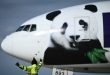 El zoológico de Washington recibió a dos pandas gigantes que son uno de los grandes atractivos de la capital de EEUU