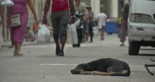 Info Martí | Mascotas abandonadas