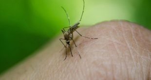 La OMS reconoce a Egipto como libre de malaria tras casi un siglo de lucha contra el virus