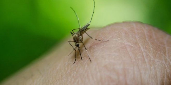 La OMS reconoce a Egipto como libre de malaria tras casi un siglo de lucha contra el virus