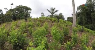 Siembra de coca alcanza máximo histórico en Colombia