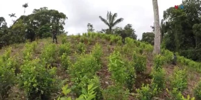 Siembra de coca alcanza máximo histórico en Colombia