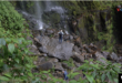 Una persona observa la caída de la cascada La Chorrera. Foto: Javier Hernández, VOA.