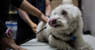 Alertan sobre venta de medicamentos falsificados para mascotas