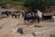 España: Rescatan a 39 perros y 41 caballos atrapados en Málaga por la DANA (+Videos)