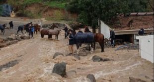 España: Rescatan a 39 perros y 41 caballos atrapados en Málaga por la DANA (+Videos)