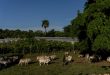 Investigan a cientos de agricultores avileños y más de un centenar pierde sus tierras