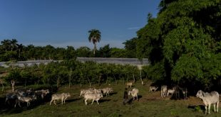 Investigan a cientos de agricultores avileños y más de un centenar pierde sus tierras