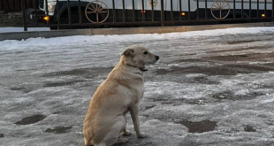 La triste imagen de una perrita que sigue esperando a su dueño que murió ahogado al cruzar un río congelado