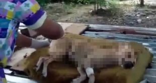 Maracay: Arrojaron comida envenenada en un refugio de animales, cinco murieron