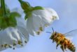 ARCHIVO - Una abeja vuela hacia la flor de un cerezo en Markendorf, Alemania, el jueves 19 de abril de 2018. (Patrick Pleul/dpa vía AP).