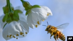 ARCHIVO - Una abeja vuela hacia la flor de un cerezo en Markendorf, Alemania, el jueves 19 de abril de 2018. (Patrick Pleul/dpa vía AP).