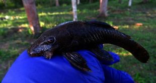 Científicos descubren 27 nuevas especies de animales en bosque amazónico de Perú "dominado por humanos"