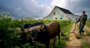 El gobierno tiene una "visión primitiva" sobre la economía, dice experto cubano