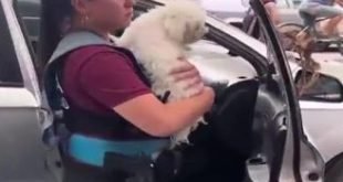 Policías rompen ventana de un carro para rescatar a un perrito antes de que muriera sofocado