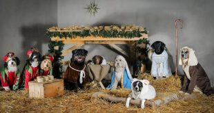 Un nacimiento viviente con un giro único se viraliza en redes, los protagonistas son perros