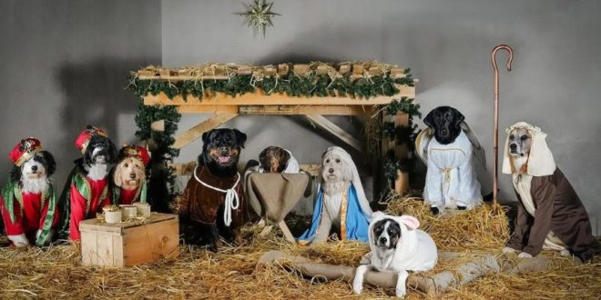 Un nacimiento viviente con un giro único se viraliza en redes, los protagonistas son perros