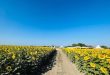 ¡Los girasoles florecen en Portuguesa! Una invitación a disfrutar de un espectáculo natural único