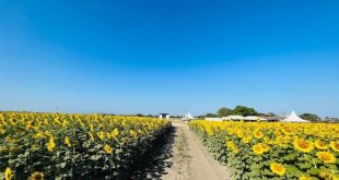 ¡Los girasoles florecen en Portuguesa! Una invitación a disfrutar de un espectáculo natural único