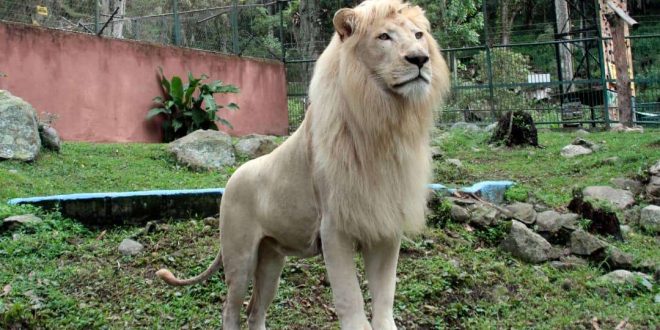 Accidente en el Zoológico de Mérida: Vigilante pierde brazo tras contacto con un león