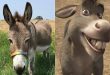 El burro que inspiró al entrañable «Burro» de Shrek falleció a los 30 años.